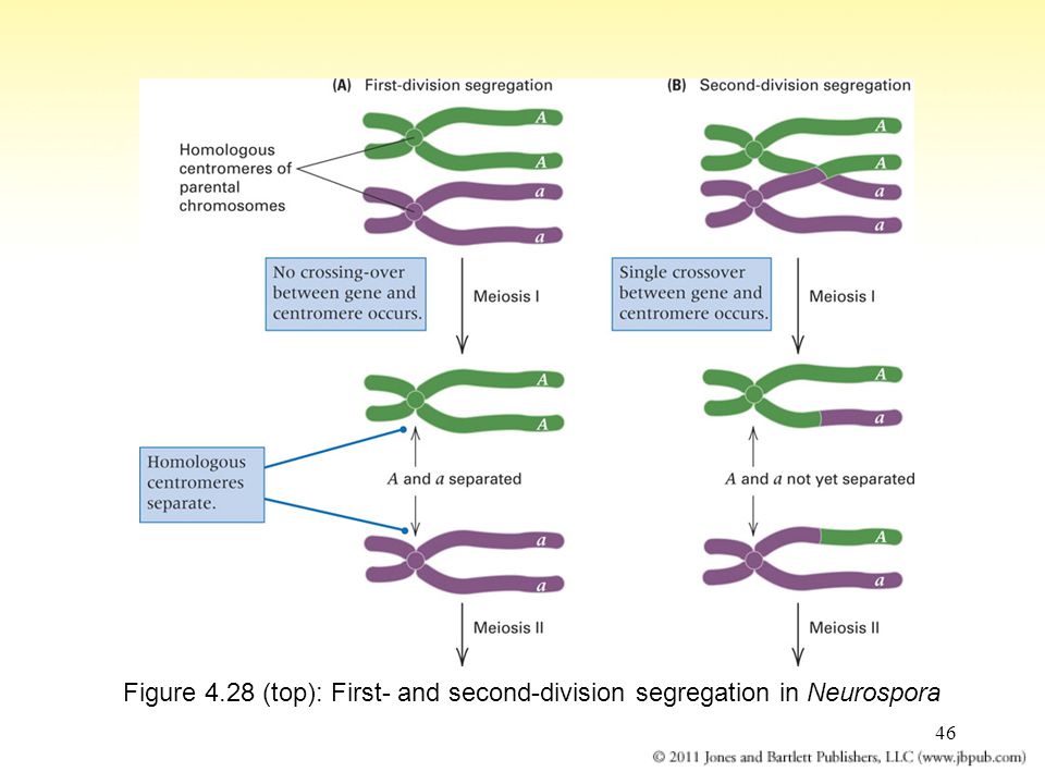 46 Figure 4.28 (top): First- and second-division segregation in Neurospora