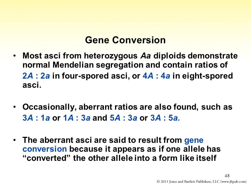 48 Gene Conversion Most asci from heterozygous Aa diploids demonstrate normal Mendelian segregation and contain ratios of 2A : 2a in four-spored asci, or 4A : 4a in eight-spored asci.