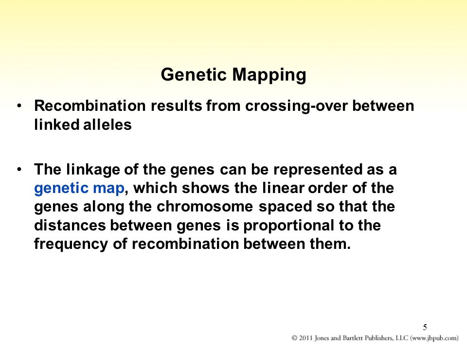 5 Genetic Mapping Recombination results from crossing-over between linked alleles The linkage of the genes can be represented as a genetic map, which shows the linear order of the genes along the chromosome spaced so that the distances between genes is proportional to the frequency of recombination between them.