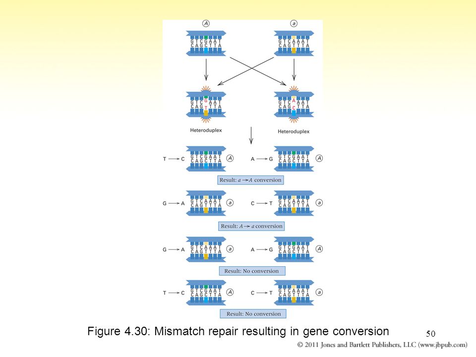 50 Figure 4.30: Mismatch repair resulting in gene conversion