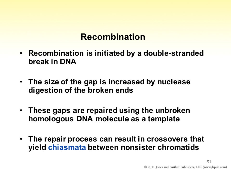 51 Recombination Recombination is initiated by a double-stranded break in DNA The size of the gap is increased by nuclease digestion of the broken ends These gaps are repaired using the unbroken homologous DNA molecule as a template The repair process can result in crossovers that yield chiasmata between nonsister chromatids
