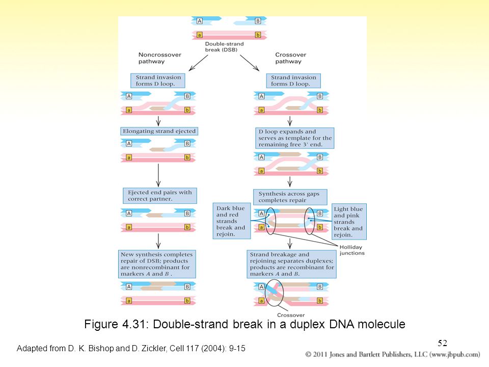 52 Figure 4.31: Double-strand break in a duplex DNA molecule Adapted from D.