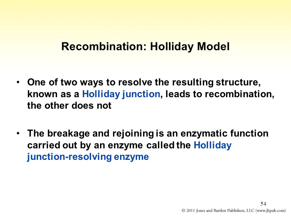 54 Recombination: Holliday Model One of two ways to resolve the resulting structure, known as a Holliday junction, leads to recombination, the other does not The breakage and rejoining is an enzymatic function carried out by an enzyme called the Holliday junction-resolving enzyme