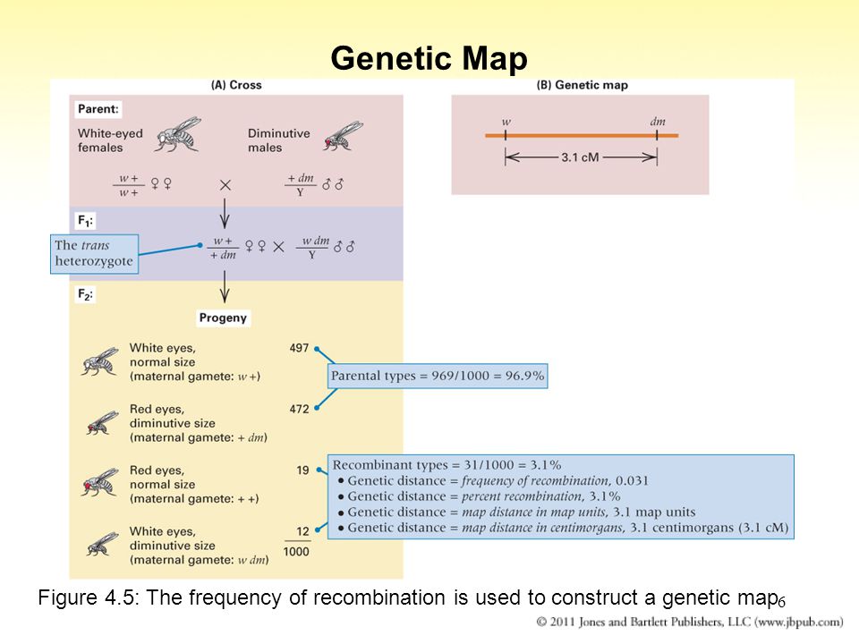 6 Genetic Map Figure 4.5: The frequency of recombination is used to construct a genetic map