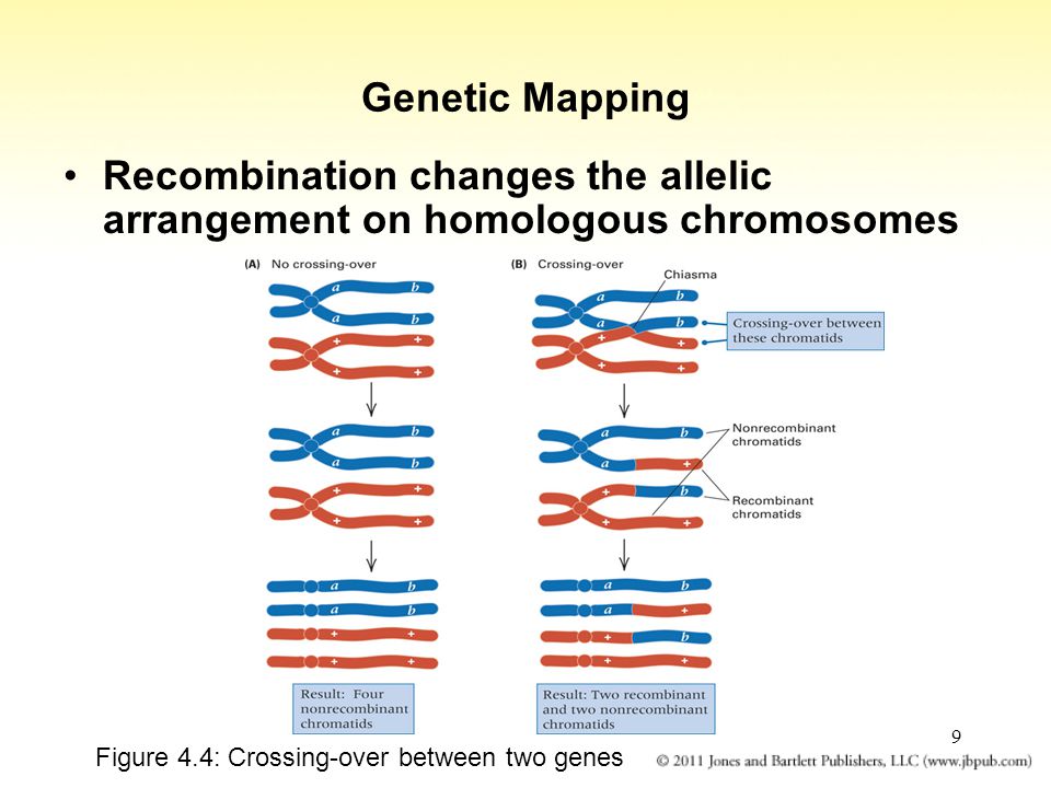 9 Genetic Mapping Recombination changes the allelic arrangement on homologous chromosomes Figure 4.4: Crossing-over between two genes