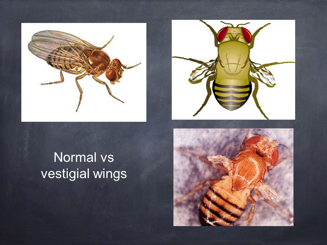Normal vs vestigial wings