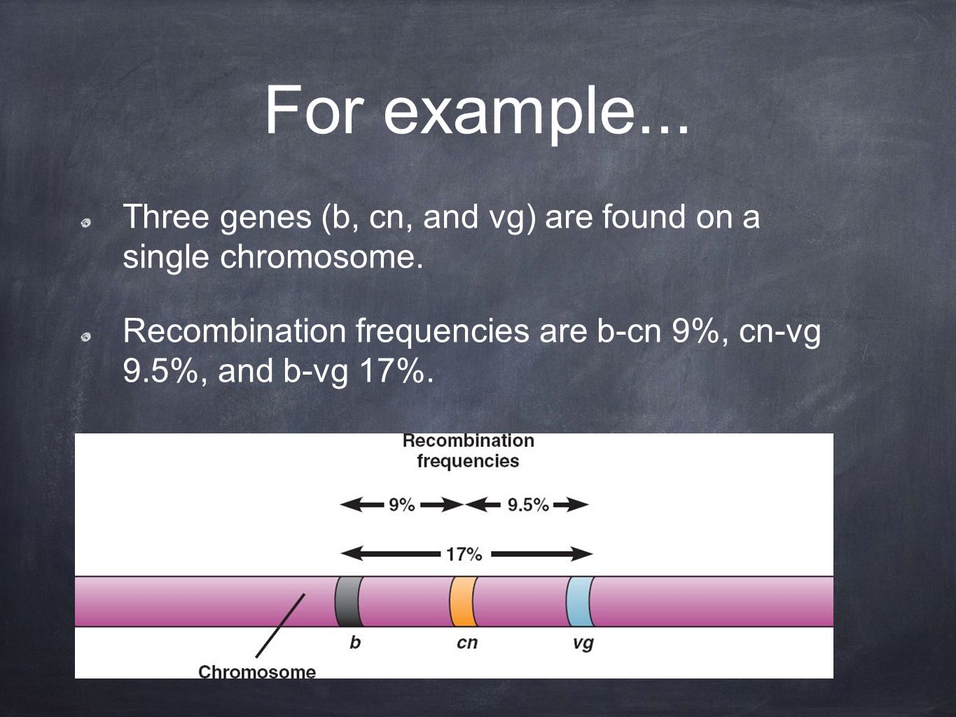 For example... Three genes (b, cn, and vg) are found on a single chromosome.