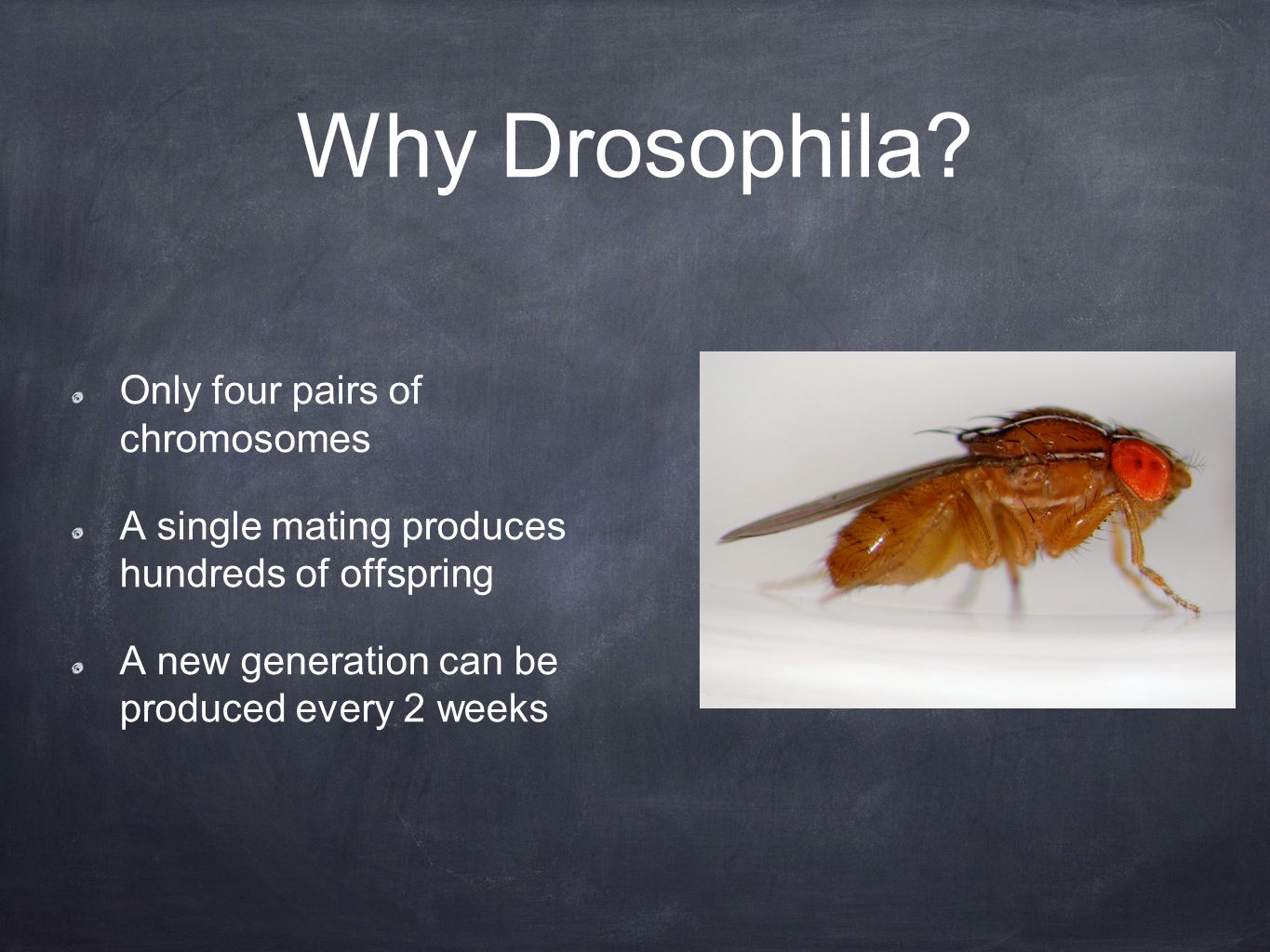 Why Drosophila.