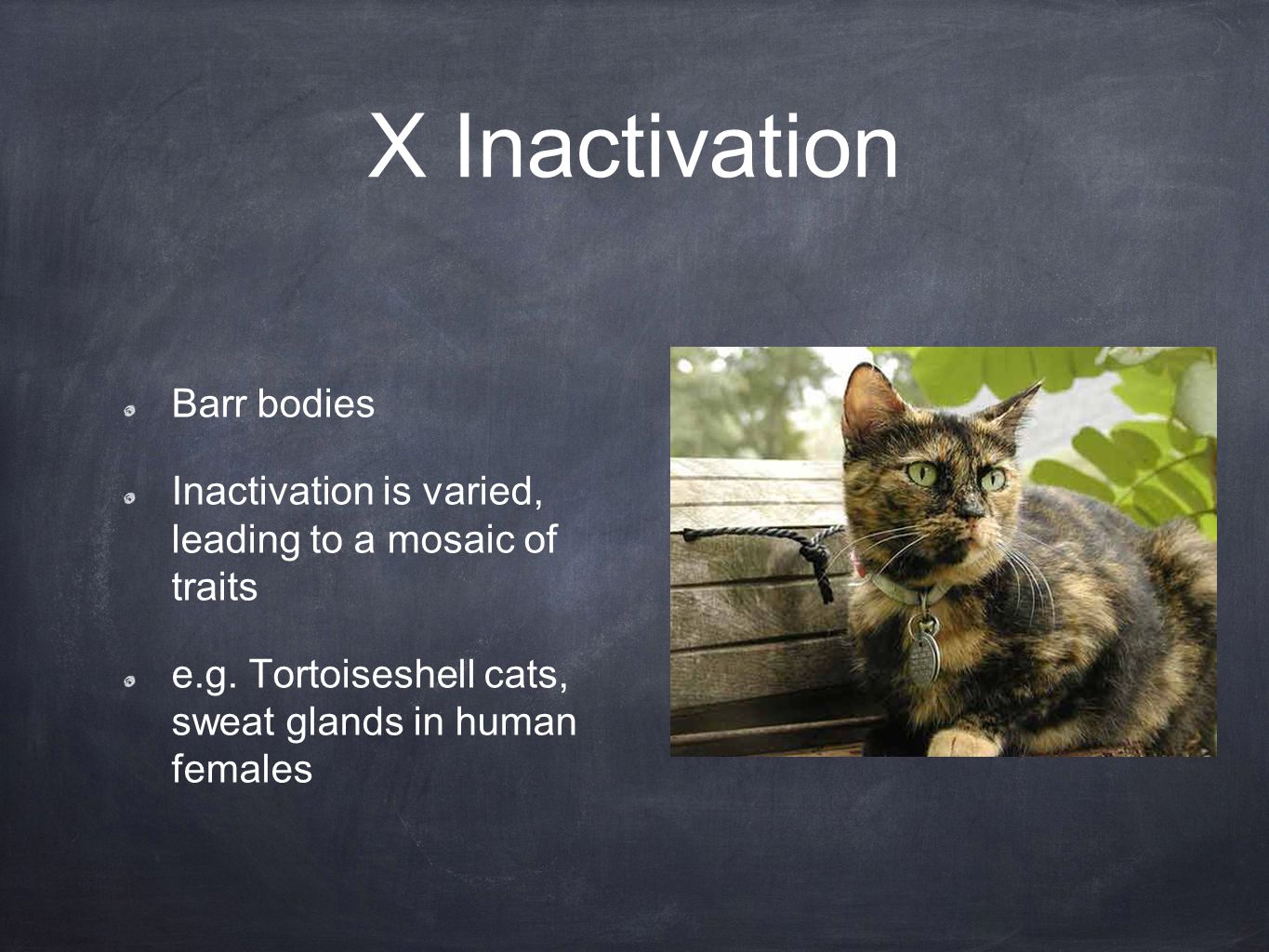 X Inactivation Barr bodies Inactivation is varied, leading to a mosaic of traits e.g.
