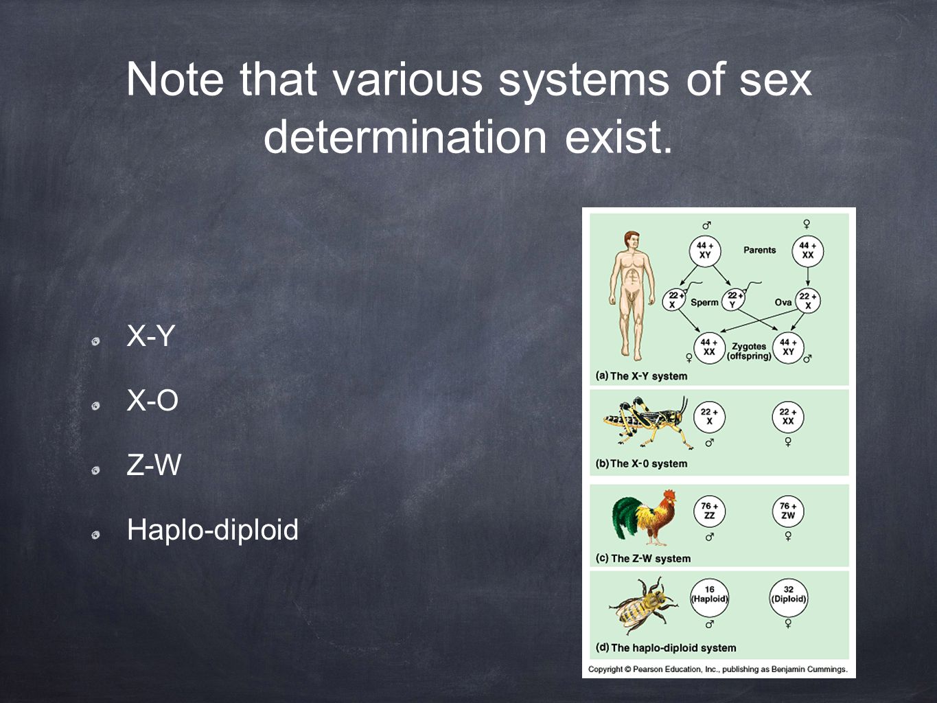 Note that various systems of sex determination exist. X-Y X-O Z-W Haplo-diploid