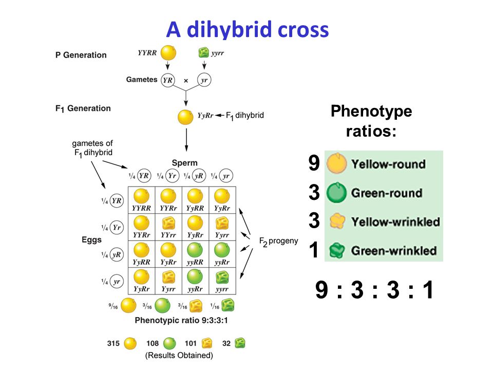 A dihybrid cross Phenotype ratios: 9 : 3 : 3 : 1.