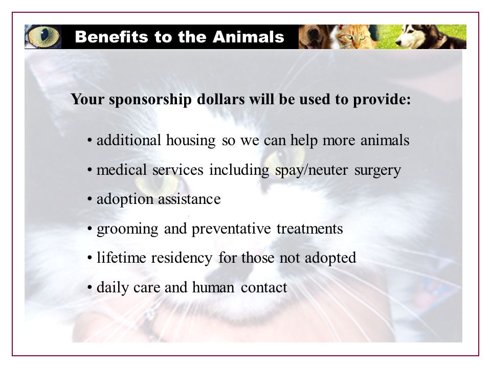 Benefits to the Animals Your sponsorship dollars will be used to provide: additional housing so we can help more animals medical services including spay/neuter surgery adoption assistance grooming and preventative treatments lifetime residency for those not adopted daily care and human contact