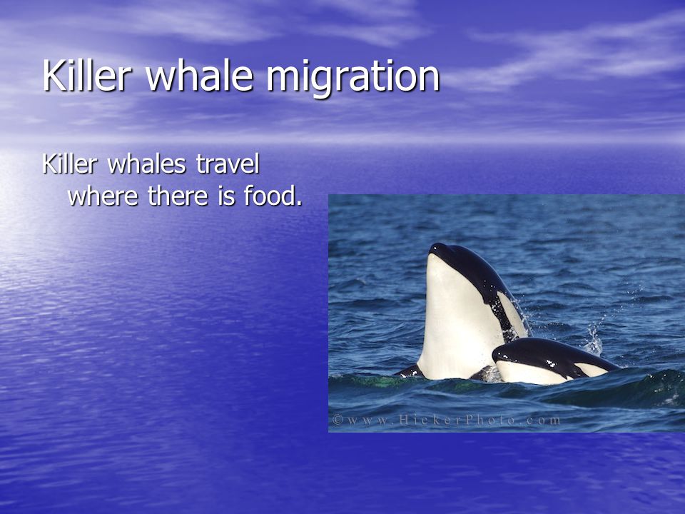 Killer whale migration Killer whales travel where there is food.