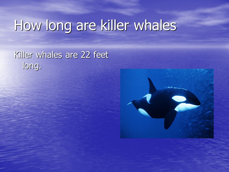 How long are killer whales Killer whales are 22 feet long.