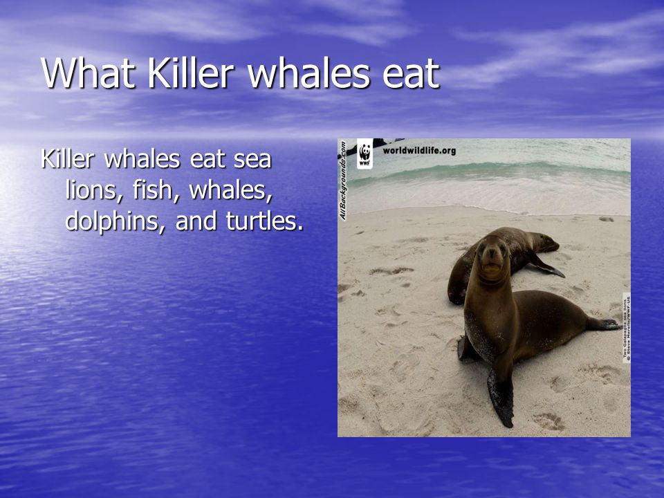 What Killer whales eat Killer whales eat sea lions, fish, whales, dolphins, and turtles.