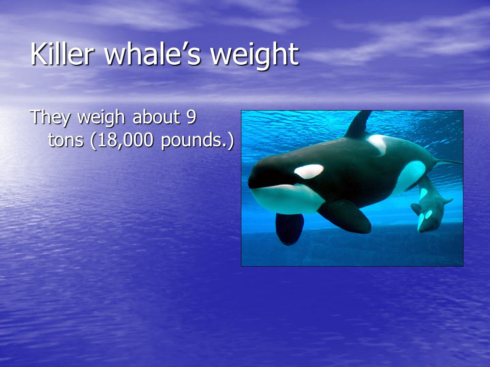 Killer whale’s weight They weigh about 9 tons (18,000 pounds.)