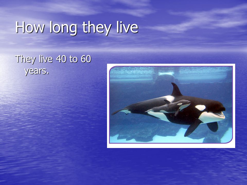 How long they live They live 40 to 60 years.