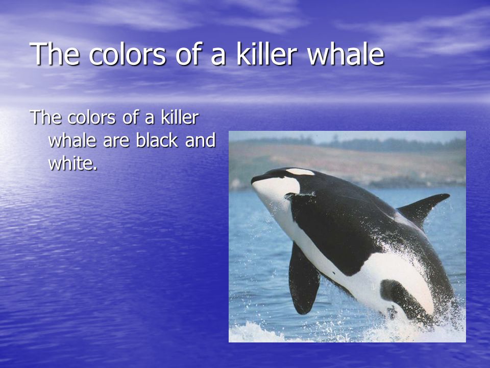 The colors of a killer whale The colors of a killer whale are black and white.