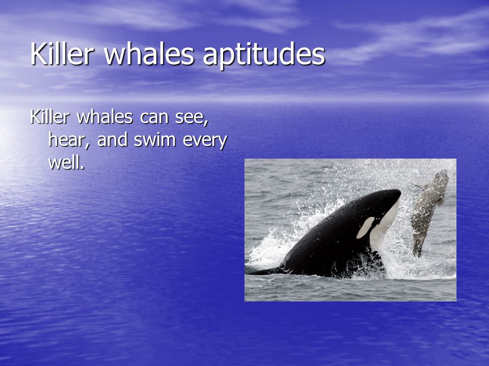 Killer whales aptitudes Killer whales can see, hear, and swim every well.