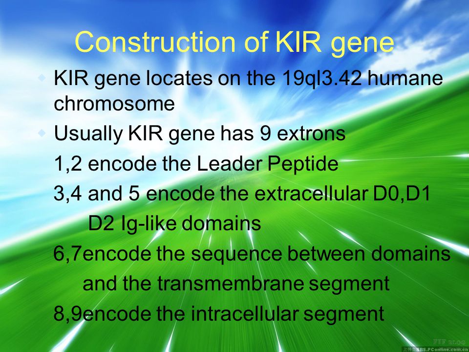 Construction of KIR gene  KIR gene locates on the 19ql3.42 humane chromosome  Usually KIR gene has 9 extrons 1,2 encode the Leader Peptide 3,4 and 5 encode the extracellular D0,D1 D2 Ig-like domains 6,7encode the sequence between domains and the transmembrane segment 8,9encode the intracellular segment