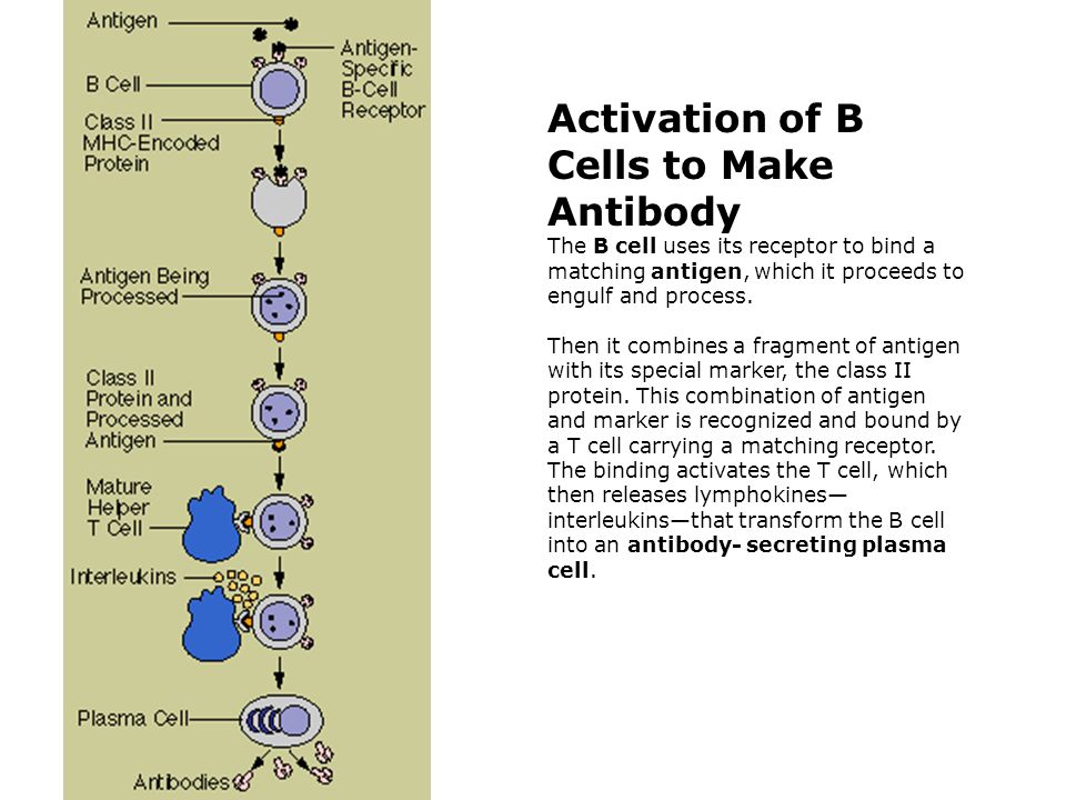 Activation of B Cells to Make Antibody The B cell uses its receptor to bind a matching antigen, which it proceeds to engulf and process.