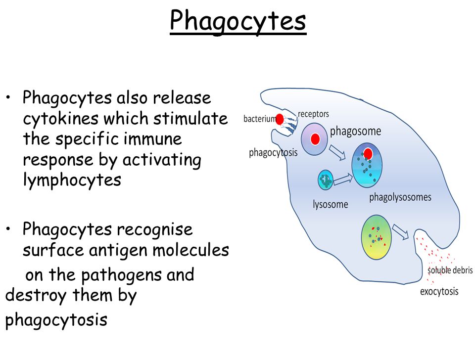 Phagocytes Phagocytes also release cytokines which stimulate the specific immune response by activating lymphocytes Phagocytes recognise surface antigen molecules on the pathogens and destroy them by phagocytosis