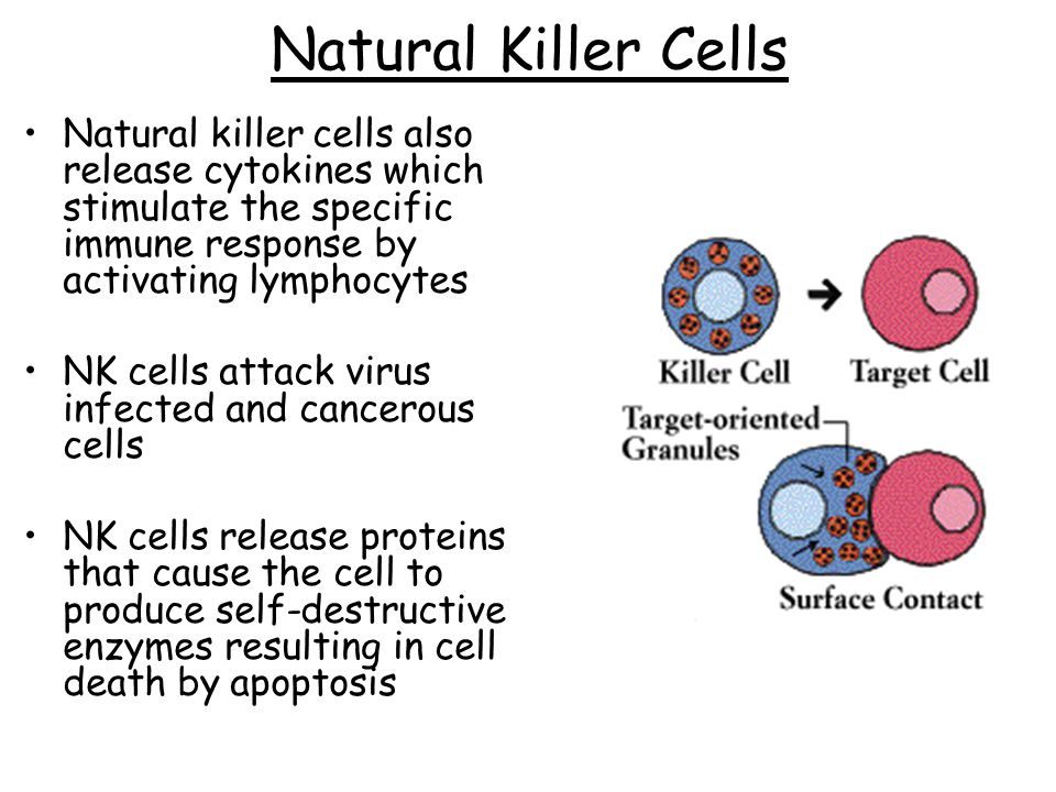 Natural Killer Cells Natural killer cells also release cytokines which stimulate the specific immune response by activating lymphocytes NK cells attack virus infected and cancerous cells NK cells release proteins that cause the cell to produce self-destructive enzymes resulting in cell death by apoptosis
