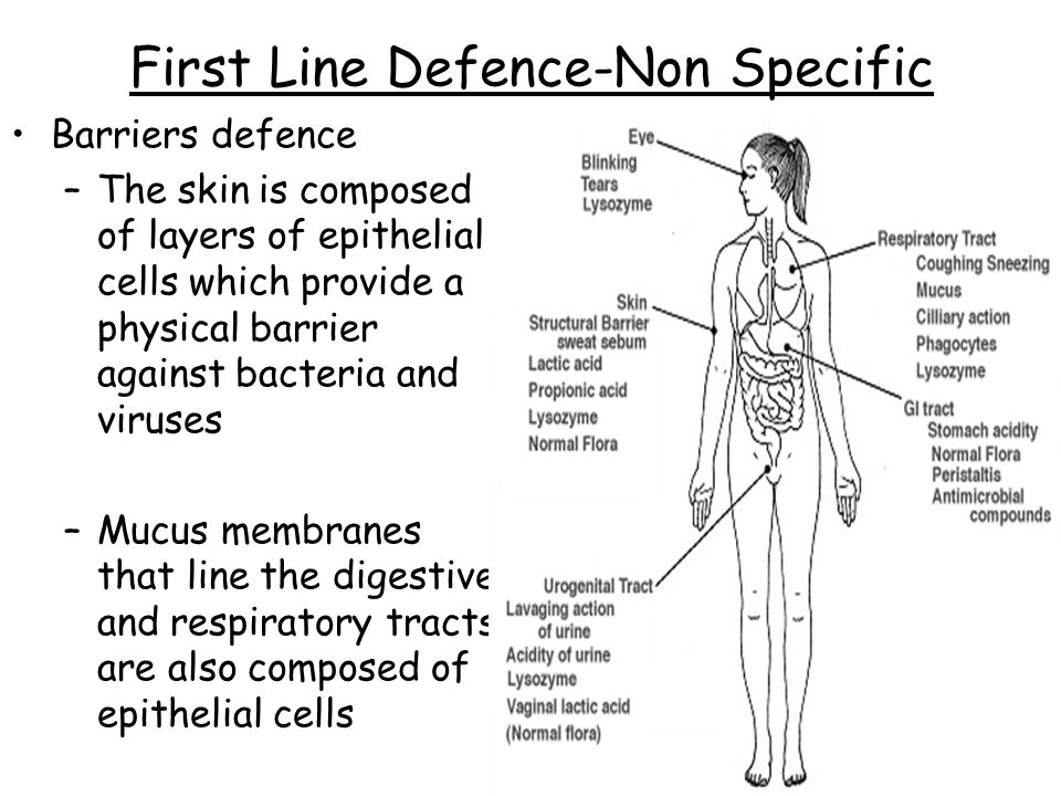 First Line Defence-Non Specific Barriers defence –The skin is composed of layers of epithelial cells which provide a physical barrier against bacteria and viruses –Mucus membranes that line the digestive and respiratory tracts are also composed of epithelial cells
