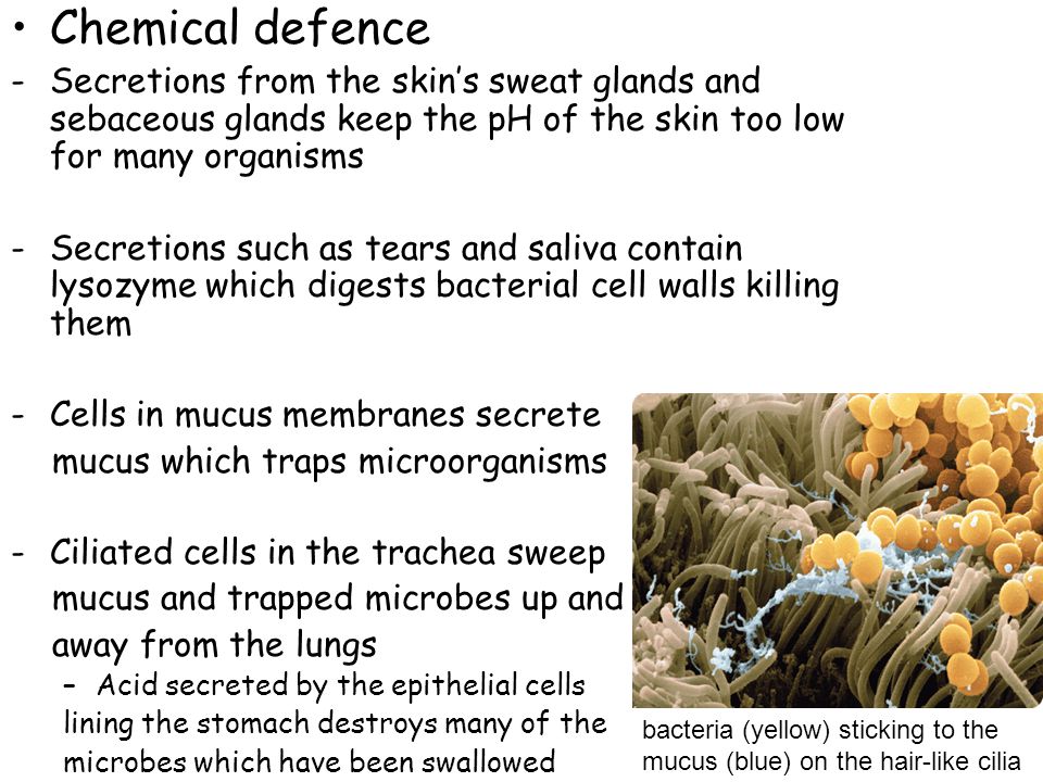 Chemical defence -Secretions from the skin’s sweat glands and sebaceous glands keep the pH of the skin too low for many organisms -Secretions such as tears and saliva contain lysozyme which digests bacterial cell walls killing them -Cells in mucus membranes secrete mucus which traps microorganisms -Ciliated cells in the trachea sweep mucus and trapped microbes up and away from the lungs –Acid secreted by the epithelial cells lining the stomach destroys many of the microbes which have been swallowed bacteria (yellow) sticking to the mucus (blue) on the hair-like cilia