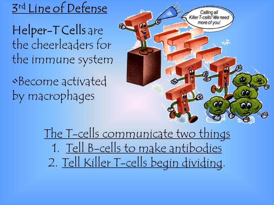 The T-cells communicate two things 1.Tell B-cells to make antibodies 2.Tell Killer T-cells begin dividing.