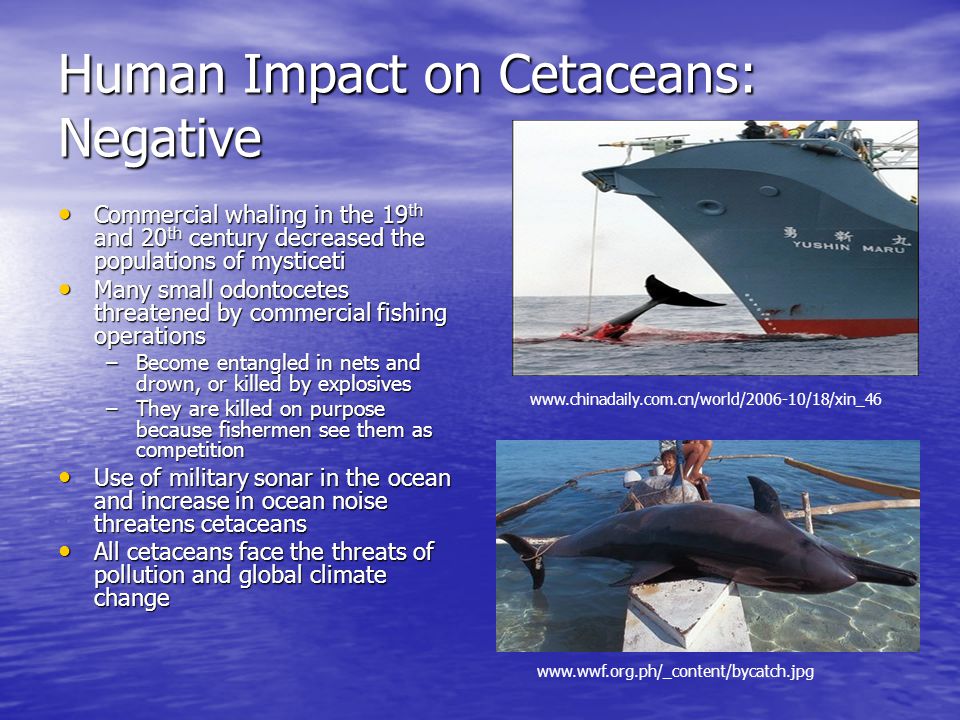Human Impact on Cetaceans: Negative Commercial whaling in the 19 th and 20 th century decreased the populations of mysticeti Commercial whaling in the 19 th and 20 th century decreased the populations of mysticeti Many small odontocetes threatened by commercial fishing operations Many small odontocetes threatened by commercial fishing operations –Become entangled in nets and drown, or killed by explosives –They are killed on purpose because fishermen see them as competition Use of military sonar in the ocean and increase in ocean noise threatens cetaceans Use of military sonar in the ocean and increase in ocean noise threatens cetaceans All cetaceans face the threats of pollution and global climate change All cetaceans face the threats of pollution and global climate change