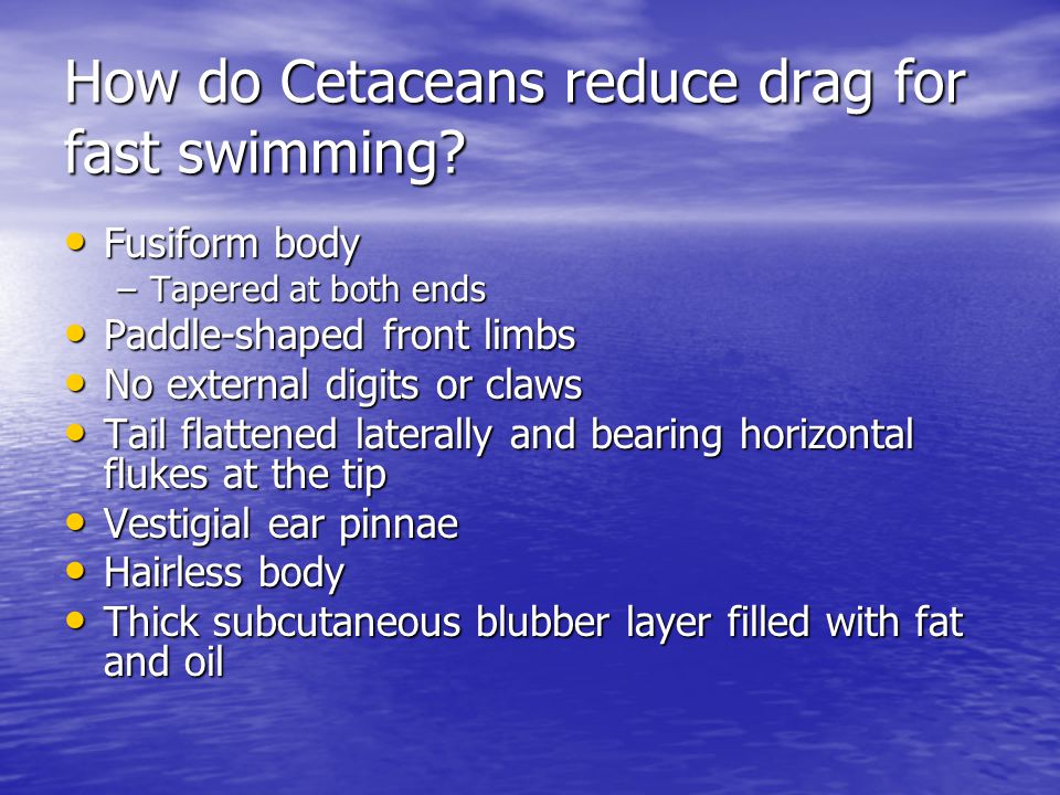 How do Cetaceans reduce drag for fast swimming.