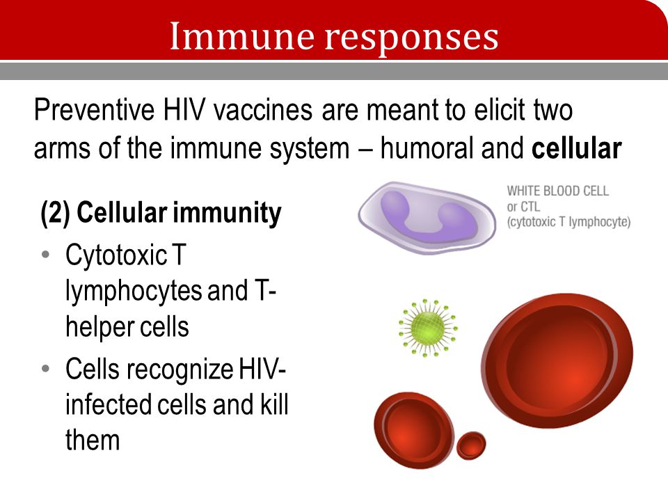 Immune responses (2) Cellular immunity Cytotoxic T lymphocytes and T- helper cells Cells recognize HIV- infected cells and kill them Preventive HIV vaccines are meant to elicit two arms of the immune system – humoral and cellular