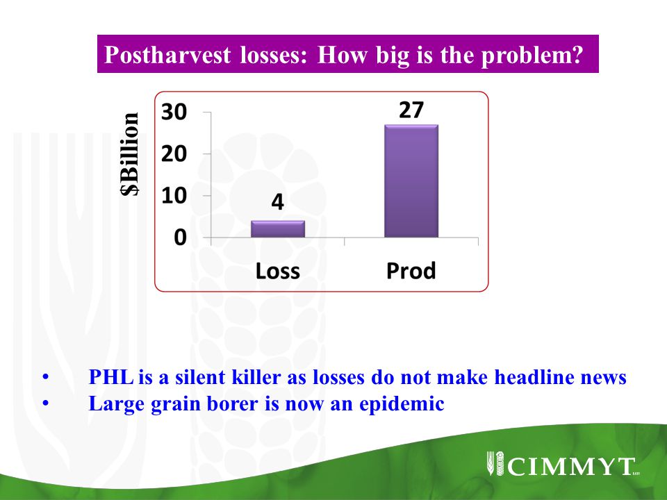 $Billion PHL is a silent killer as losses do not make headline news Large grain borer is now an epidemic Postharvest losses: How big is the problem