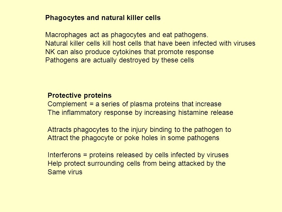 Phagocytes and natural killer cells Macrophages act as phagocytes and eat pathogens.