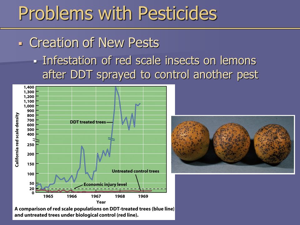 Problems with Pesticides  Creation of New Pests  Infestation of red scale insects on lemons after DDT sprayed to control another pest