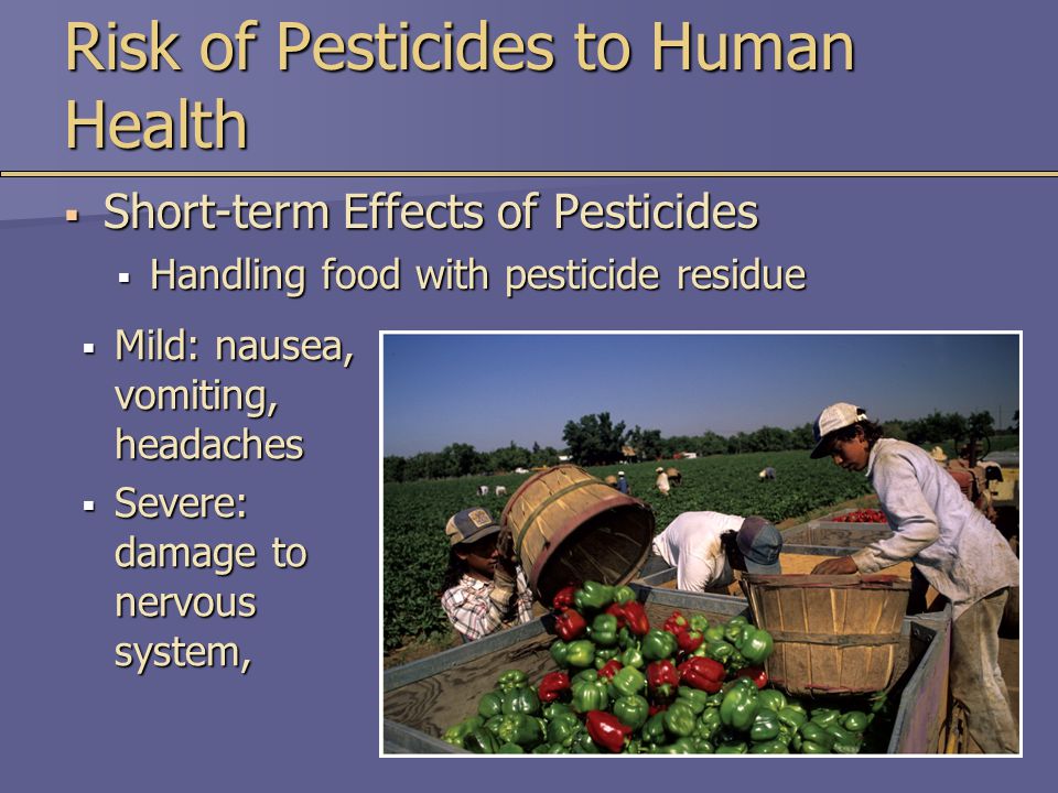  Mild: nausea, vomiting, headaches  Severe: damage to nervous system, Risk of Pesticides to Human Health  Short-term Effects of Pesticides  Handling food with pesticide residue