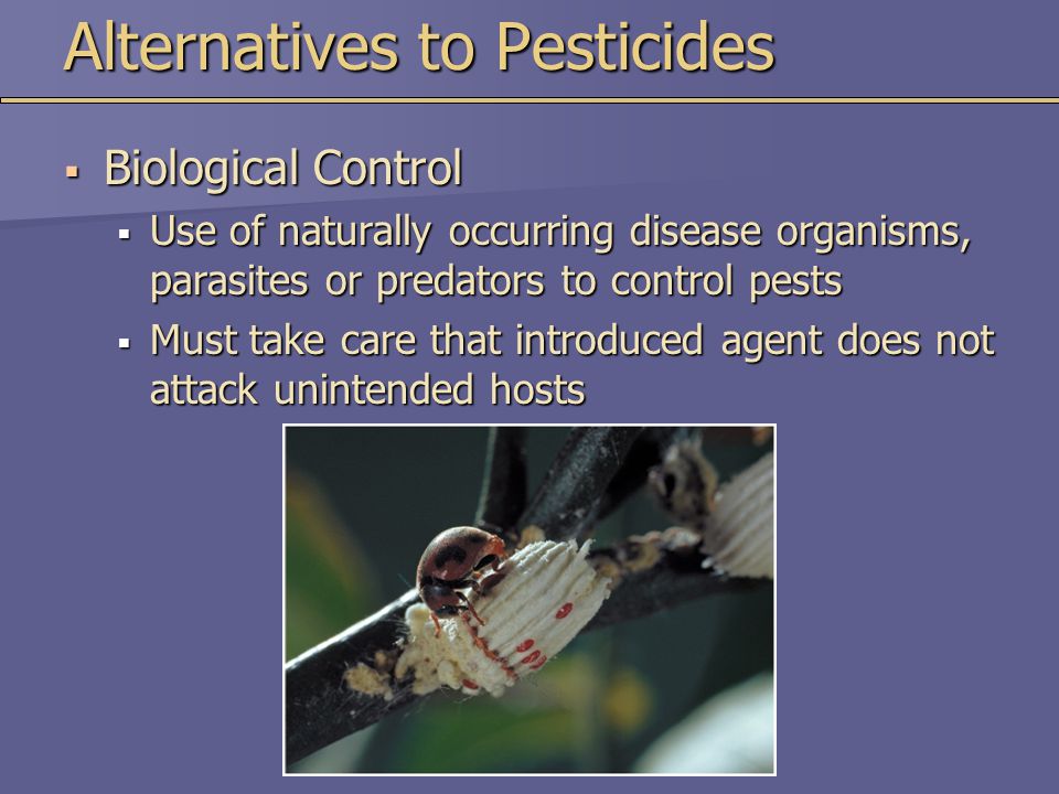 Alternatives to Pesticides  Biological Control  Use of naturally occurring disease organisms, parasites or predators to control pests  Must take care that introduced agent does not attack unintended hosts
