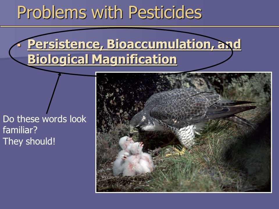 Problems with Pesticides  Persistence, Bioaccumulation, and Biological Magnification Do these words look familiar.