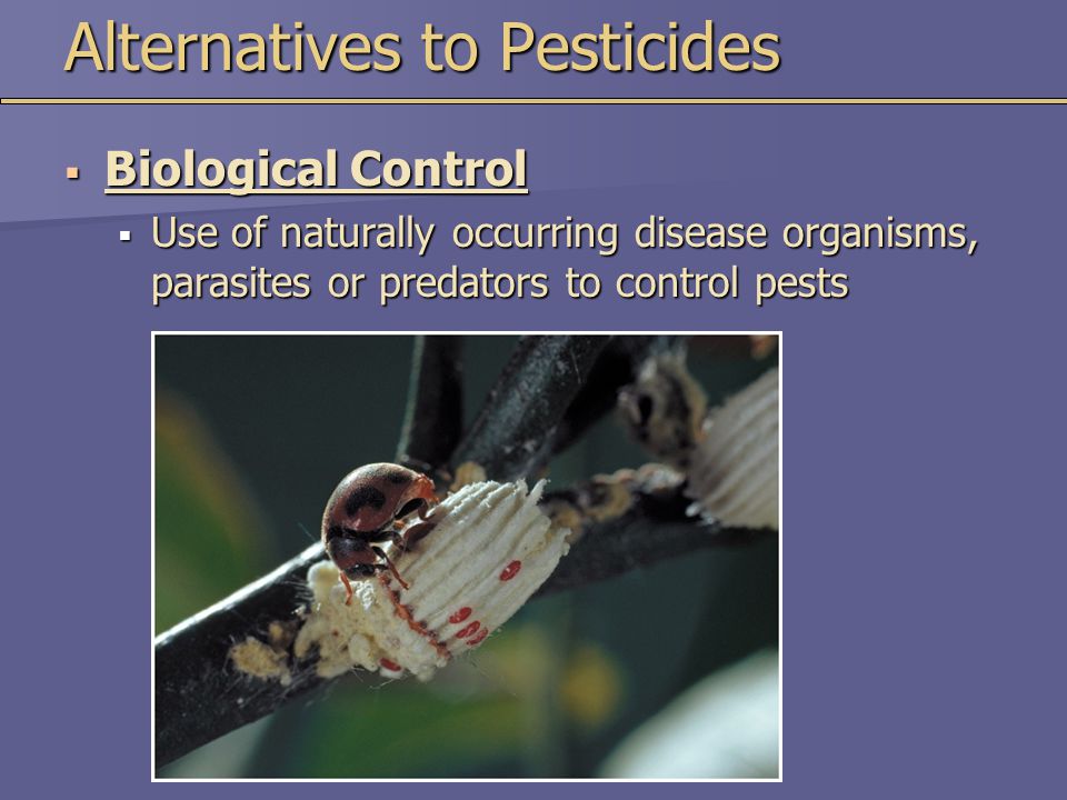 Alternatives to Pesticides  Biological Control  Use of naturally occurring disease organisms, parasites or predators to control pests