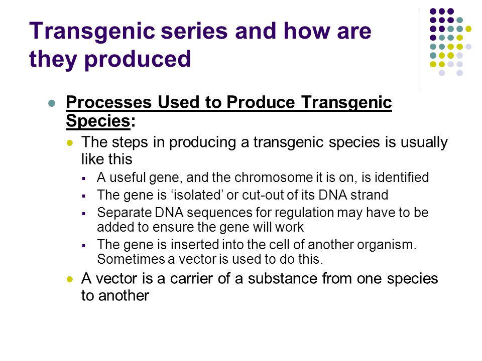 Transgenic series and how are they produced Processes Used to Produce Transgenic Species: The steps in producing a transgenic species is usually like this  A useful gene, and the chromosome it is on, is identified  The gene is ‘isolated’ or cut-out of its DNA strand  Separate DNA sequences for regulation may have to be added to ensure the gene will work  The gene is inserted into the cell of another organism.