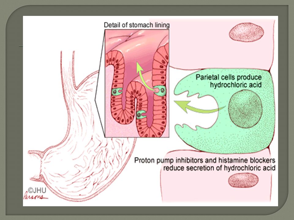 Выработка кислоты в желудке. Ингибиторы секреции соляной кислоты ингибиторы протонной помпы. Протонная помпа в желудке механизм. Протонная помпа в желудке механизм действия. Париетальные клетки желудка вырабатывают.