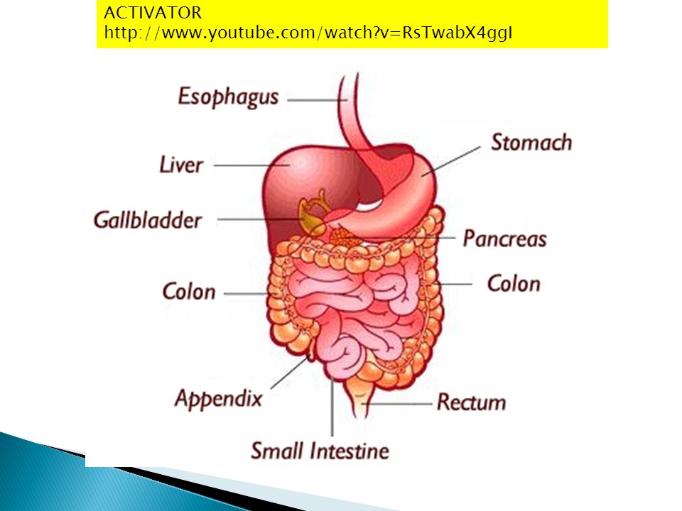 Digestive System LINKS 1. All the way through animation - ppt download