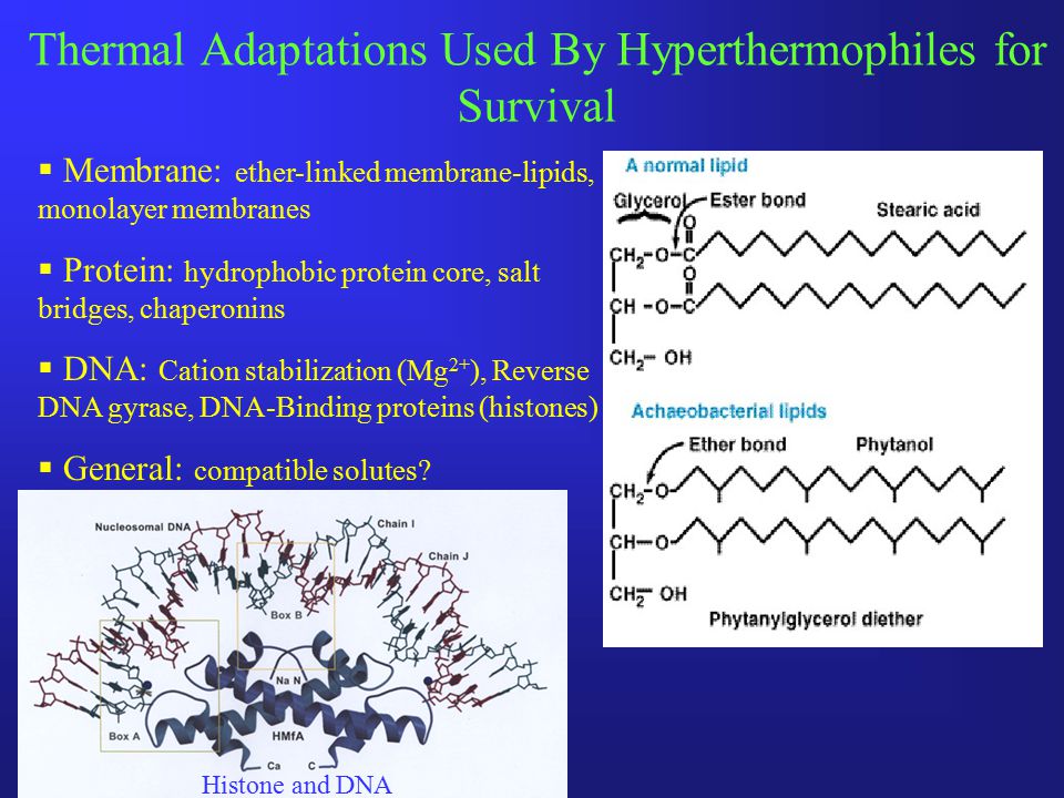 Thermal Adaptations Used By Hyperthermophiles for Survival  Membrane: ether-linked membrane-lipids, monolayer membranes  Protein: hydrophobic protein core, salt bridges, chaperonins  DNA: Cation stabilization (Mg 2+ ), Reverse DNA gyrase, DNA-Binding proteins (histones)  General: compatible solutes.