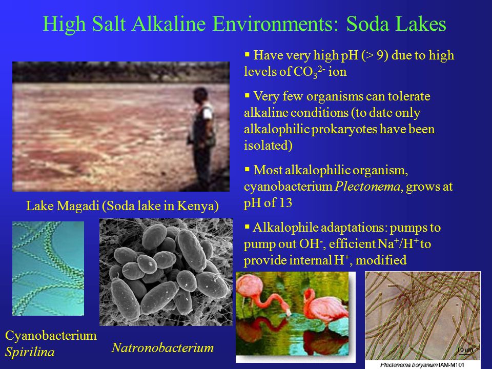 High Salt Alkaline Environments: Soda Lakes Lake Magadi (Soda lake in Kenya)  Have very high pH (> 9) due to high levels of CO 3 2- ion  Very few organisms can tolerate alkaline conditions (to date only alkalophilic prokaryotes have been isolated)  Most alkalophilic organism, cyanobacterium Plectonema, grows at pH of 13  Alkalophile adaptations: pumps to pump out OH -, efficient Na + /H + to provide internal H +, modified membranes Cyanobacterium Spirilina Natronobacterium