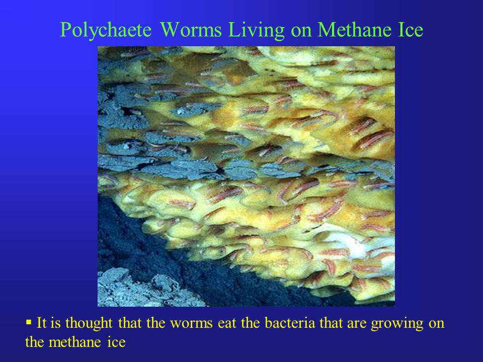 Polychaete Worms Living on Methane Ice  It is thought that the worms eat the bacteria that are growing on the methane ice