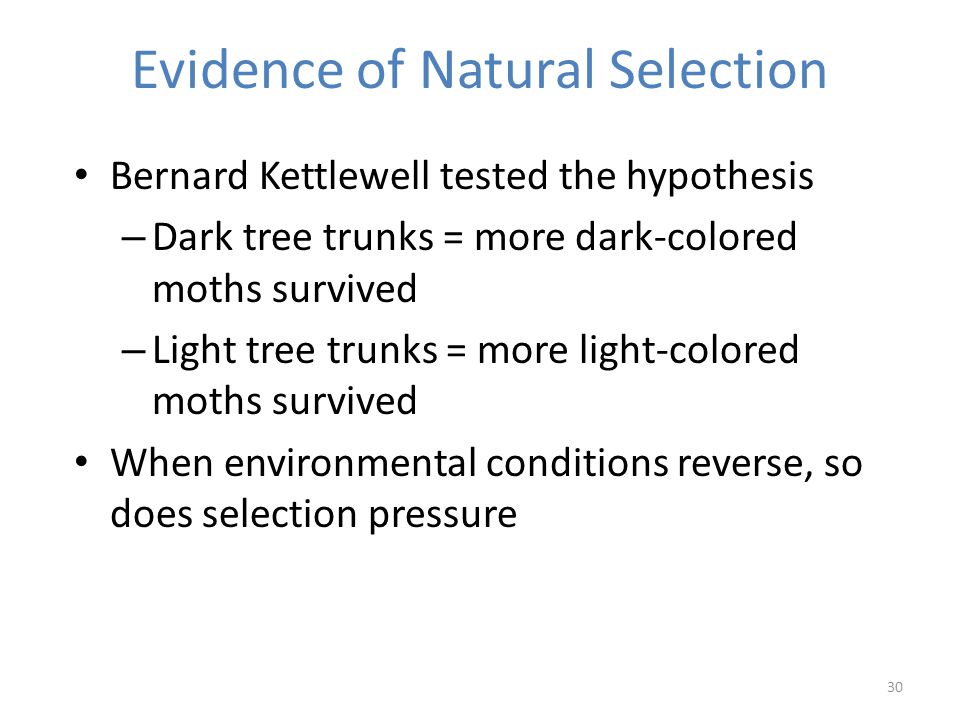 30 Evidence of Natural Selection Bernard Kettlewell tested the hypothesis – Dark tree trunks = more dark-colored moths survived – Light tree trunks = more light-colored moths survived When environmental conditions reverse, so does selection pressure