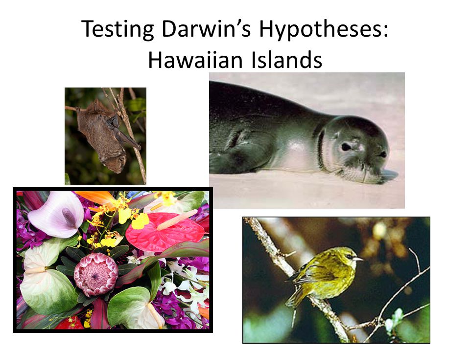 Testing Darwin’s Hypotheses: Hawaiian Islands