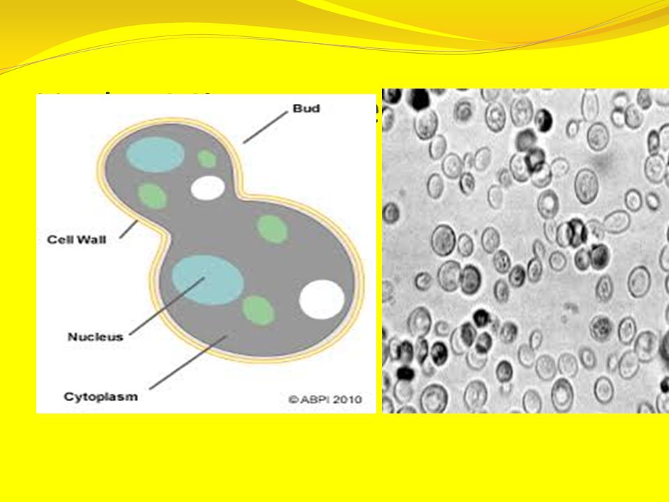 Yeast yeast (Saccharomyces cerevisiae). yeast is a living organism that  requires a warm, moist environment and a food source to grow and thrive.  unicellular, - ppt download