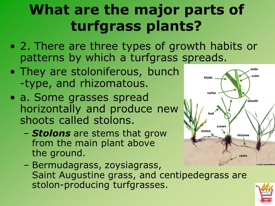 horticulture science lesson 91 identifying classifying and turfgrass types